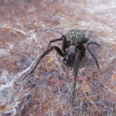 Badumna insignis at Yass River, NSW - 23 Sep 2019 03:19 PM