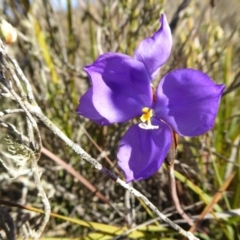 Patersonia sericea var. sericea (Silky Purple-flag) at Yass River, NSW - 23 Sep 2019 by SenexRugosus