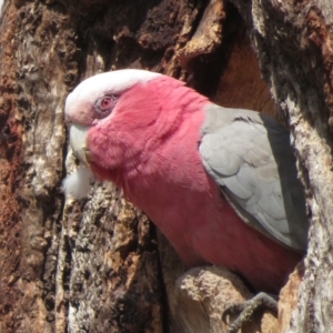 Eolophus roseicapilla at Hughes, ACT - 20 Sep 2019 12:24 PM