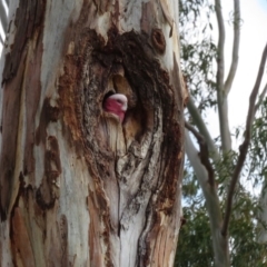 Eolophus roseicapilla at Hughes, ACT - 20 Sep 2019 12:24 PM