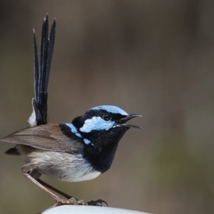 Malurus cyaneus (Superb Fairywren) at Eden, NSW - 23 Sep 2019 by Leo