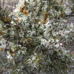 Melicytus dentatus (Tree Violet) at Shannons Flat, NSW - 21 Sep 2019 by RobParnell