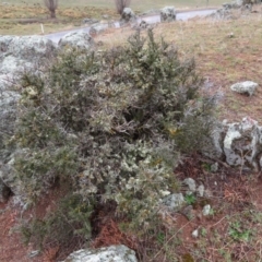 Melicytus dentatus at Shannons Flat, NSW - 21 Sep 2019