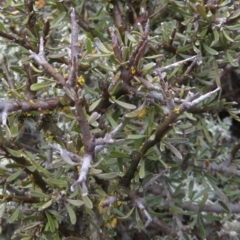 Melicytus dentatus at Shannons Flat, NSW - 21 Sep 2019