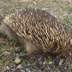 Tachyglossus aculeatus (Short-beaked Echidna) at Adaminaby, NSW - 21 Sep 2019 by RobParnell