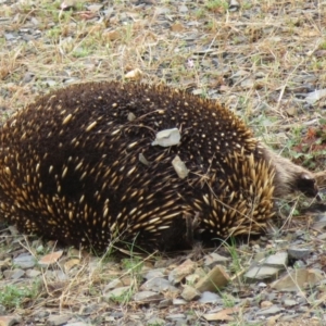 Tachyglossus aculeatus at Adaminaby, NSW - 21 Sep 2019