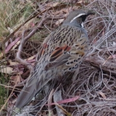 Cinclosoma punctatum (Spotted Quail-thrush) at Cooma, NSW - 21 Sep 2019 by RobParnell