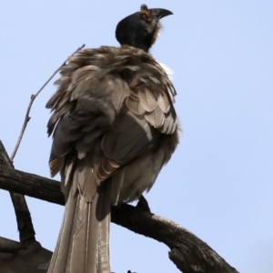 Philemon corniculatus at Majura, ACT - 22 Sep 2019