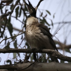 Philemon corniculatus at Majura, ACT - 22 Sep 2019