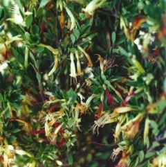 Styphelia triflora (Five-corners) at Theodore, ACT - 12 May 2001 by MichaelBedingfield