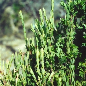 Styphelia triflora at Theodore, ACT - 13 Jan 2001