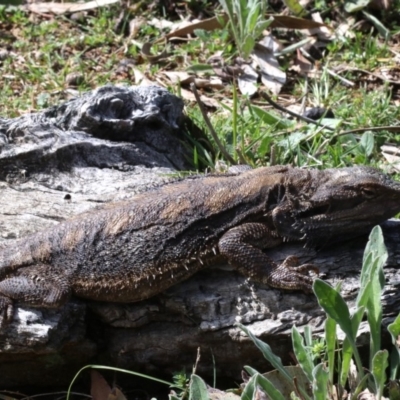 Pogona barbata (Eastern Bearded Dragon) at Mount Ainslie - 22 Sep 2019 by jb2602