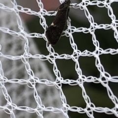 Leistomorpha brontoscopa (A concealer moth) at Aranda, ACT - 24 Sep 2019 by Jubeyjubes