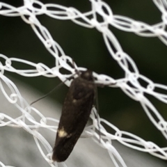 Leistomorpha brontoscopa at Aranda, ACT - 24 Sep 2019 01:09 PM