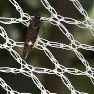 Leistomorpha brontoscopa at Aranda, ACT - 24 Sep 2019