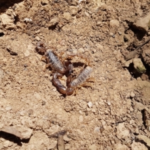 Urodacus manicatus at Amaroo, ACT - 24 Sep 2019 12:35 PM