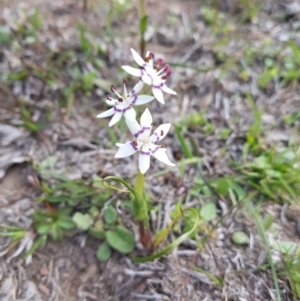 Wurmbea dioica subsp. dioica at Amaroo, ACT - 23 Sep 2019