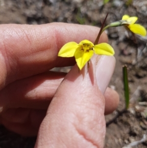 Diuris chryseopsis at Wallaroo, ACT - 23 Sep 2019