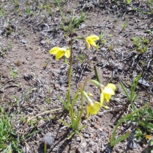 Diuris chryseopsis at Wallaroo, ACT - 23 Sep 2019