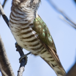 Chrysococcyx lucidus at Paddys River, ACT - 24 Sep 2019 12:18 PM