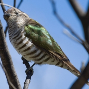 Chrysococcyx lucidus at Paddys River, ACT - 24 Sep 2019 12:18 PM