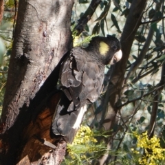 Zanda funerea (Yellow-tailed Black-Cockatoo) at Deakin, ACT - 23 Sep 2019 by JackyF