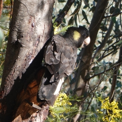 Zanda funerea (Yellow-tailed Black-Cockatoo) at Deakin, ACT - 23 Sep 2019 by JackyF