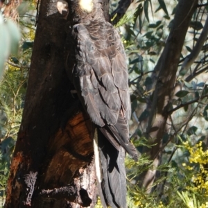 Zanda funerea at Deakin, ACT - 24 Sep 2019