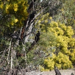 Zanda funerea at Deakin, ACT - 24 Sep 2019