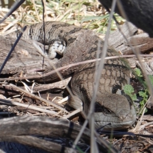 Tiliqua scincoides scincoides at Deakin, ACT - 24 Sep 2019 09:35 AM