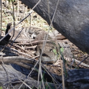 Tiliqua scincoides scincoides at Deakin, ACT - 24 Sep 2019 09:35 AM