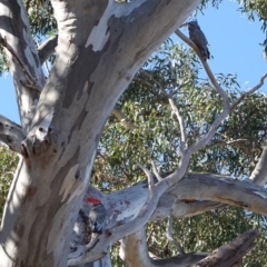 Callocephalon fimbriatum (Gang-gang Cockatoo) at GG48 - 23 Sep 2019 by JackyF