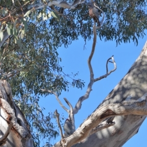 Callocephalon fimbriatum at Deakin, ACT - 24 Sep 2019