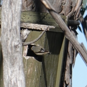 Pardalotus striatus at Deakin, ACT - 24 Sep 2019 08:58 AM