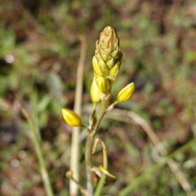 Bulbine bulbosa (Golden Lily) at Deakin, ACT - 23 Sep 2019 by JackyF