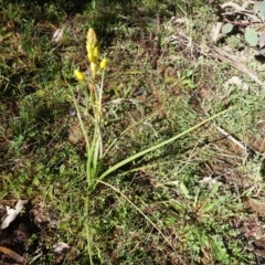 Bulbine bulbosa at Deakin, ACT - 24 Sep 2019