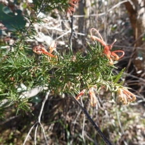 Grevillea juniperina at Deakin, ACT - 24 Sep 2019