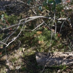 Grevillea juniperina at Deakin, ACT - 24 Sep 2019