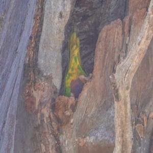 Trichoglossus moluccanus at Hughes, ACT - 24 Sep 2019