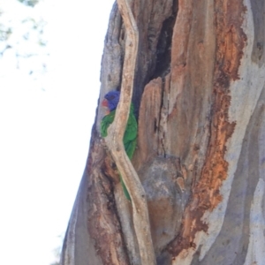 Trichoglossus moluccanus at Hughes, ACT - 24 Sep 2019