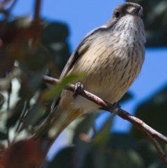 Pachycephala rufiventris (Rufous Whistler) at Pine Island to Point Hut - 24 Sep 2019 by Marthijn