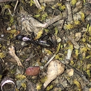 Camponotus sp. (genus) at Aranda, ACT - 24 Sep 2019