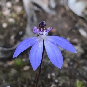 Cyanicula caerulea at Hackett, ACT - suppressed