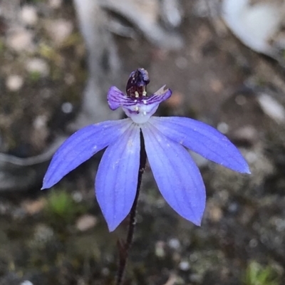 Cyanicula caerulea (Blue Fingers, Blue Fairies) at Hackett, ACT - 22 Sep 2019 by PeterR