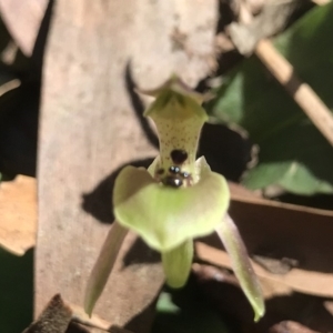 Chiloglottis x pescottiana at Acton, ACT - suppressed