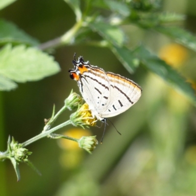 Jalmenus evagoras (Imperial Hairstreak) at Black Range, NSW - 29 Mar 2019 by MatthewHiggins