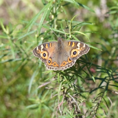 Junonia villida (Meadow Argus) at Black Range, NSW - 7 Apr 2019 by MatthewHiggins