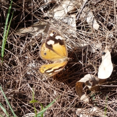 Heteronympha merope (Common Brown Butterfly) at Black Range, NSW - 27 Apr 2019 by MatthewHiggins