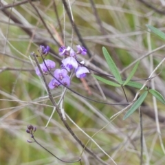 Glycine clandestina (Twining Glycine) at Black Range, NSW - 3 May 2019 by MatthewHiggins