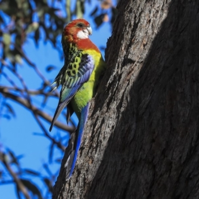 Platycercus eximius (Eastern Rosella) at The Pinnacle - 22 Sep 2019 by AlisonMilton